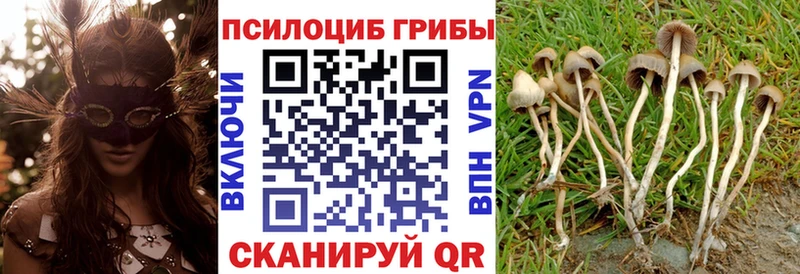 Псилоцибиновые грибы Psilocybe  Осташков 